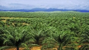 BPDKS Salurkan Bantuan Dana Replanting Untuk Lima Koperasi di Aceh